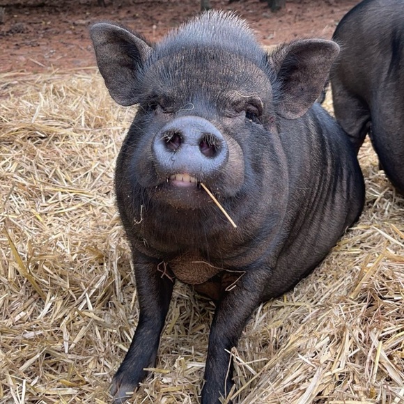 ❤Southern Oaks Sanctuary-All Sales Support our Non-Profit❤ - Picture 2 of 16